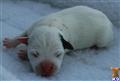 Parson Russell Terrier