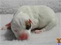 Parson Russell Terrier