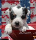 Parson Russell Terrier