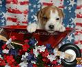 Parson Russell Terrier