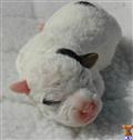Parson Russell Terrier