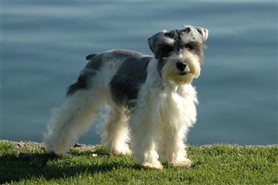 Dogs for Sale