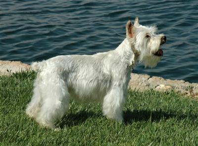 Dogs for Sale