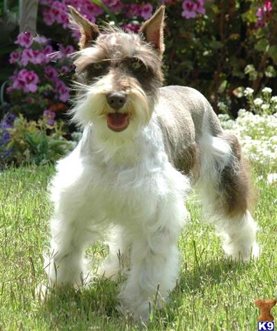 Hypoallergenic Dogs