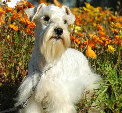 Stud Dogs in CA