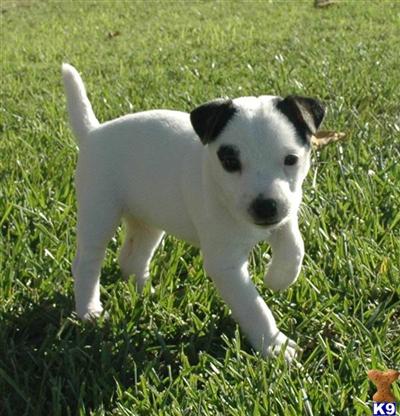 Puppies in CA