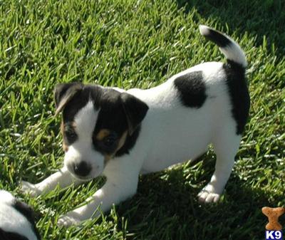 Puppies in CA