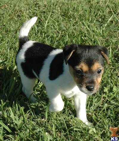 Puppies in CA