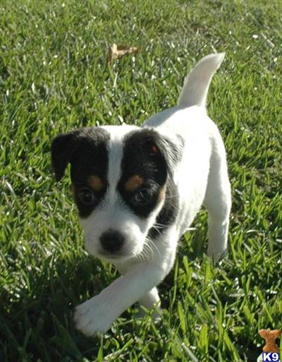 Puppies in CA