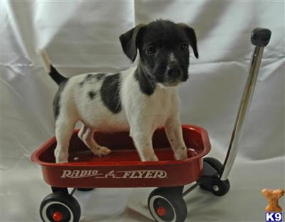 Puppies in CA
