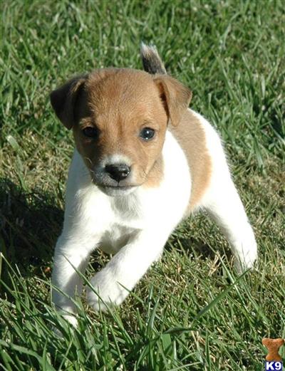 Jack Russell Terrier Puppies for Sale