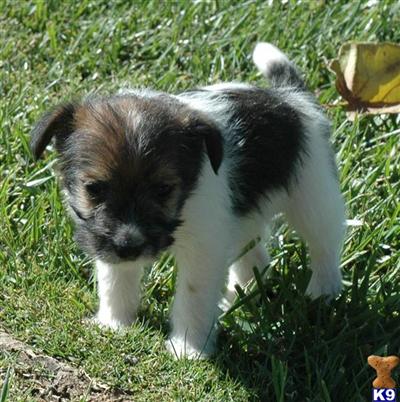 Puppies in CA