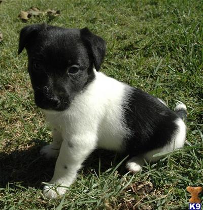 Puppies in CA