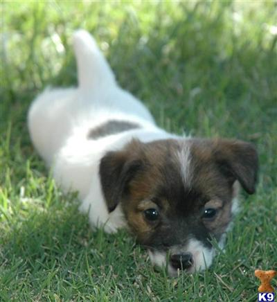 Puppies in CA
