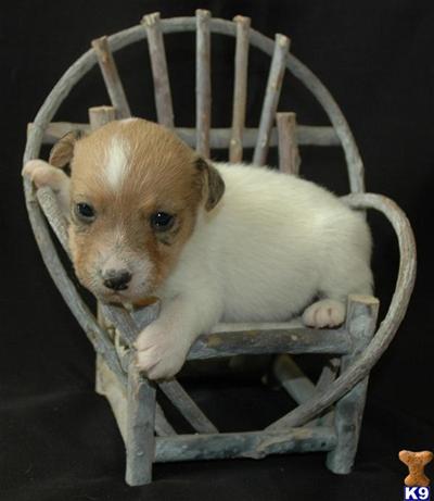 Puppies in CA