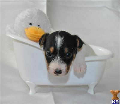 Puppies in CA