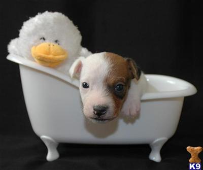 Puppies in CA