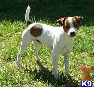 Parson Russell Terrier Puppies for Sale