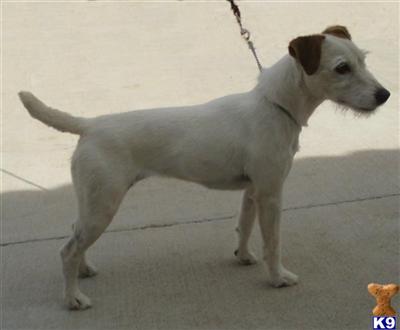Parson Russell Terrier Puppies for Sale