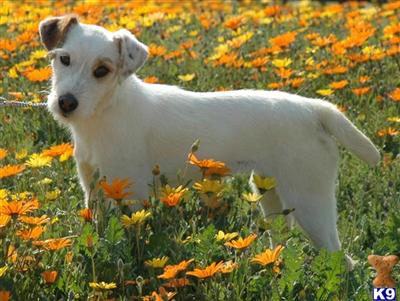 Puppies in CA