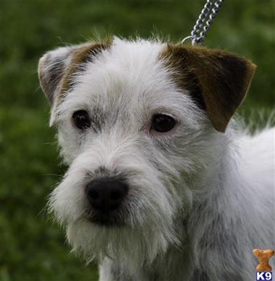 Parson Russell Terrier Puppies for Sale