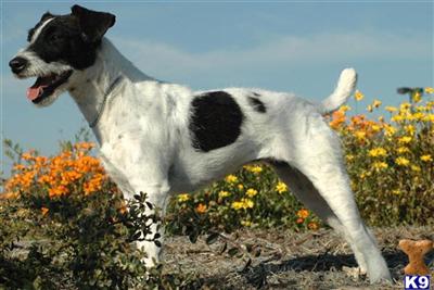 Jack Russell Terrier Puppies for Sale