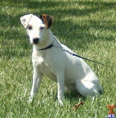 Jack Russell Terrier Puppies for Sale