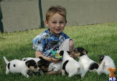 Puppies in CA