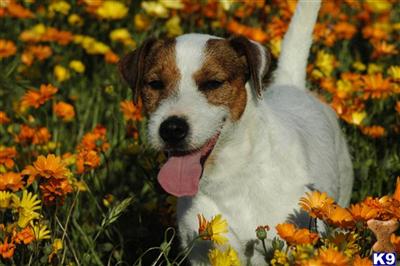 Puppies in CA