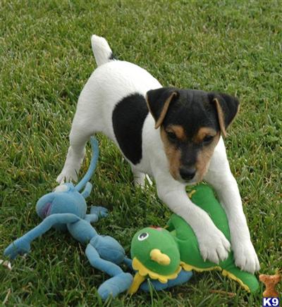 Jack Russell Terrier Puppies for Sale