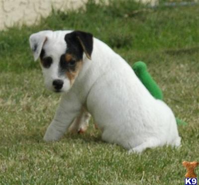 Jack Russell Terrier Puppies for Sale