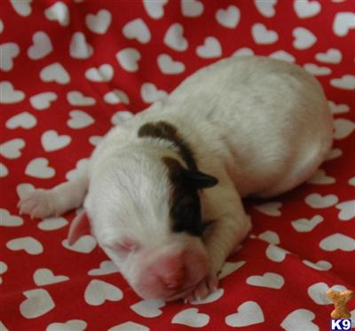Puppies in CA