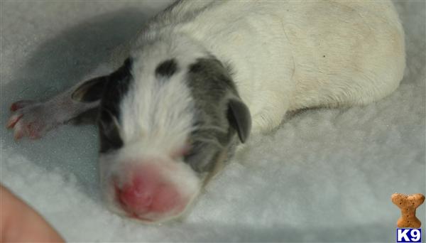 Jack Russell Terrier Puppies