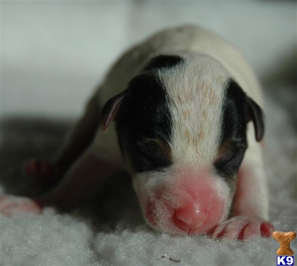 Jack Russell Terrier Puppies