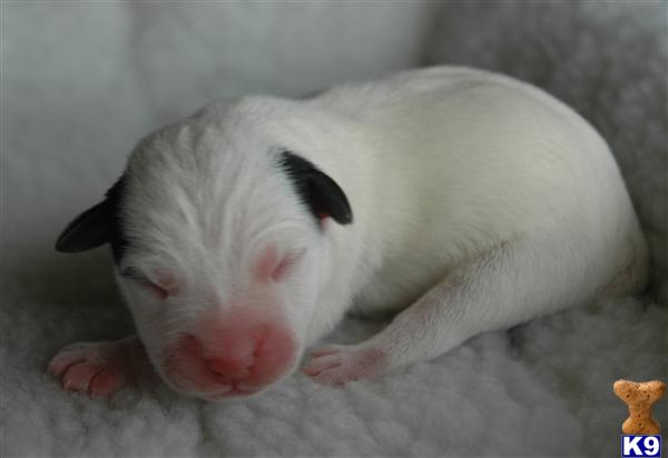 Jack Russell Terrier Puppies