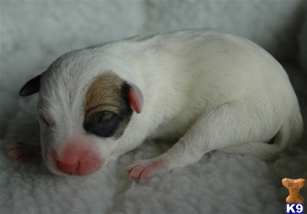 Jack Russell Terrier Puppies