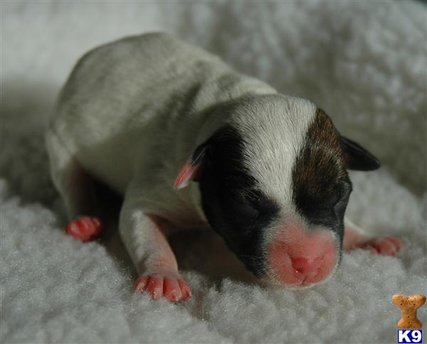 Jack Russell Terrier Puppies