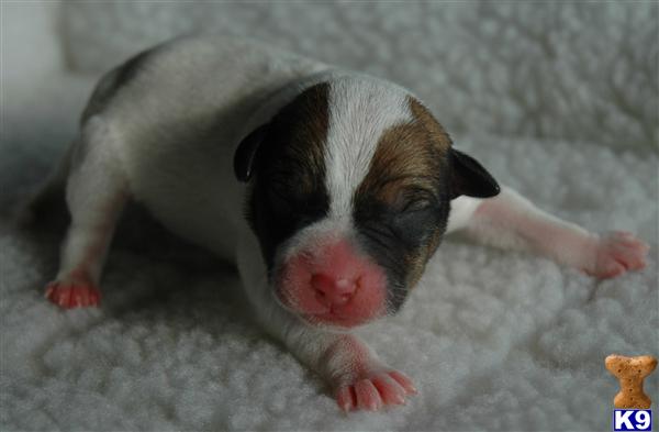 Jack Russell Terrier Puppies
