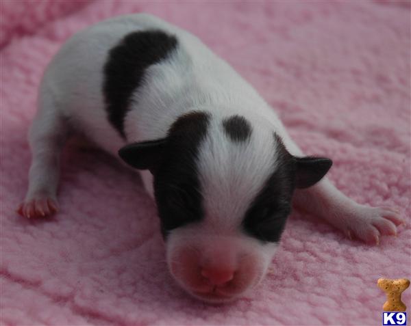 Jack Russell Terrier Puppies