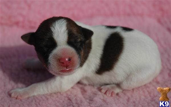 Jack Russell Terrier Puppies