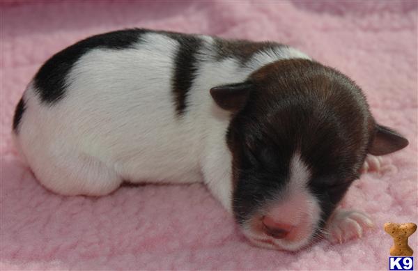 Jack Russell Terrier Puppies