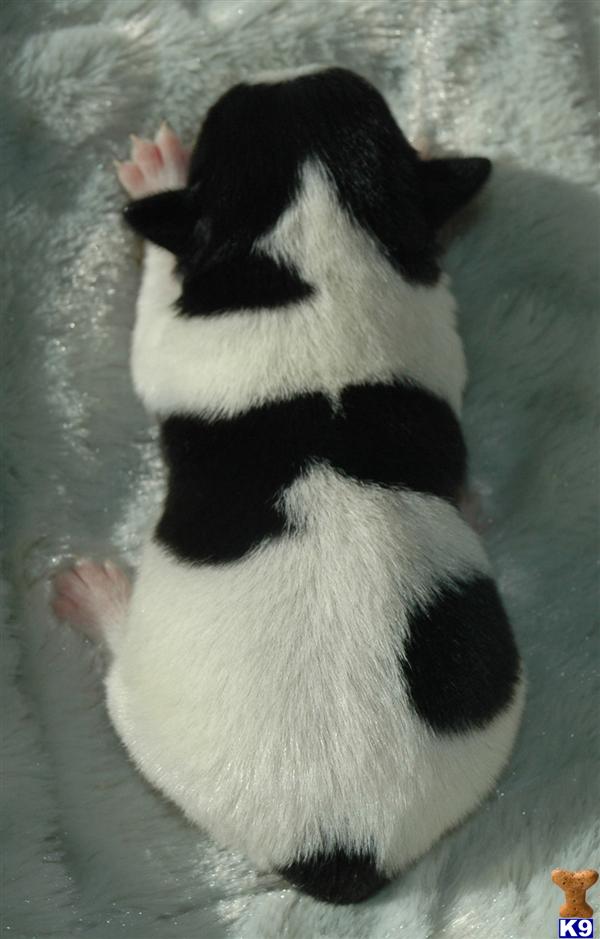 Jack Russell Terrier Puppies