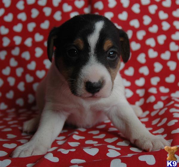 Jack Russell Terrier Puppies