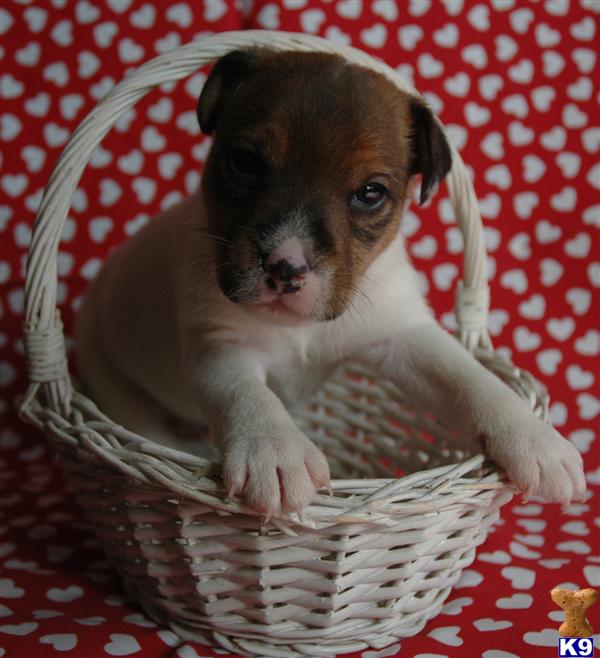 Jack Russell Terrier Puppies