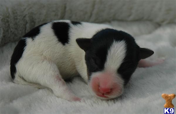 Jack Russell Terrier Puppies