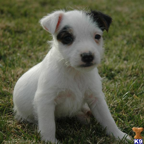 Jack Russell Terrier Puppies