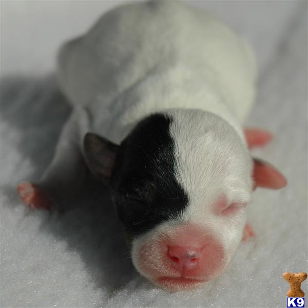 Jack Russell Terrier Puppies