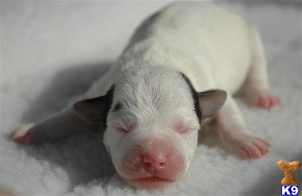 Jack Russell Terrier Puppies