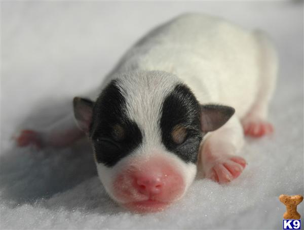 Jack Russell Terrier Puppies