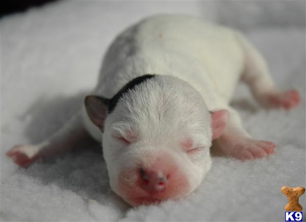 Jack Russell Terrier Puppies